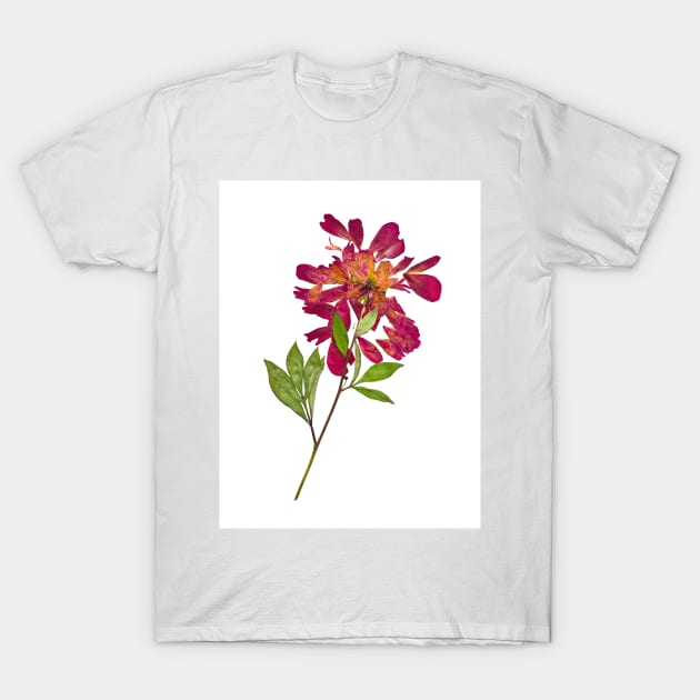 Watercolor botanical vintage Floral minimalist print 1 T-Shirt by redwitchart